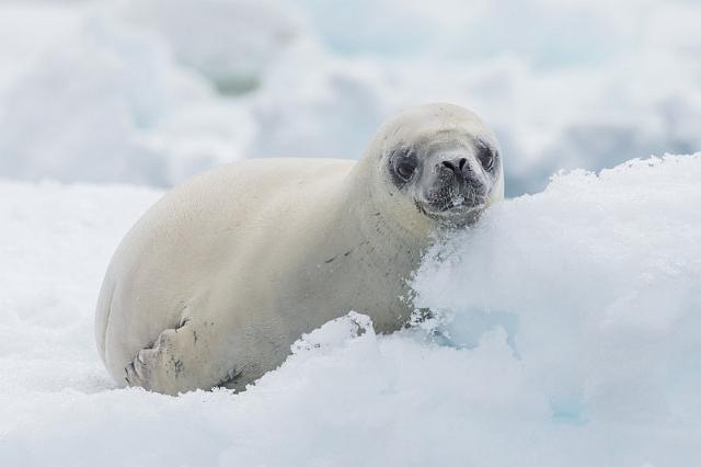 091 Antarctica, Hope Bay, krabbenrob.jpg